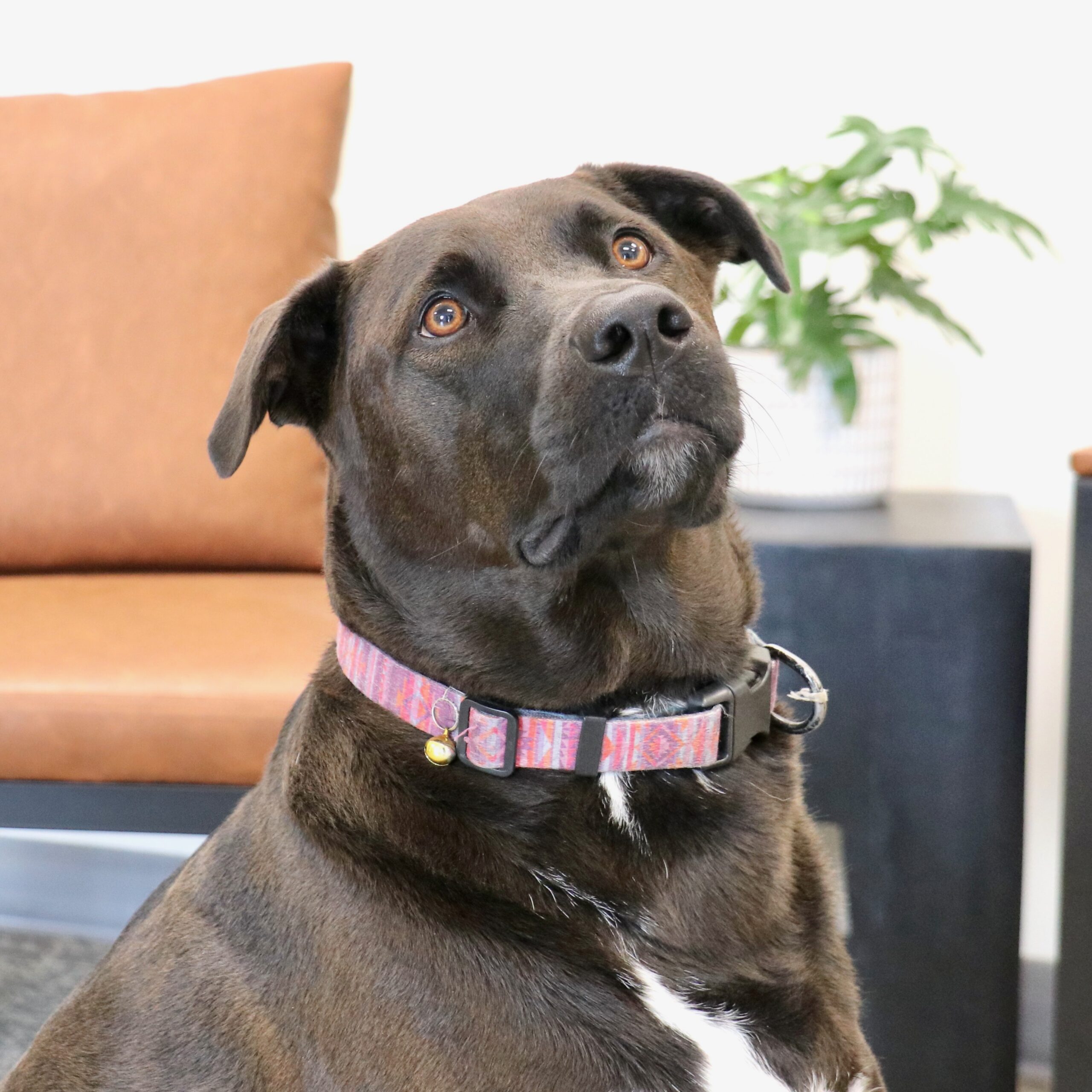 Stella